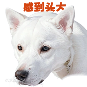 惑到头大 打工人