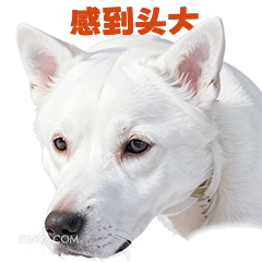 惑到头大 打工人