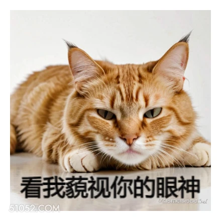 猫猫 猫猫