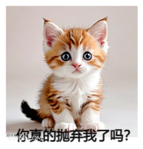 猫猫 猫猫