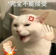 搞笑 猫猫
