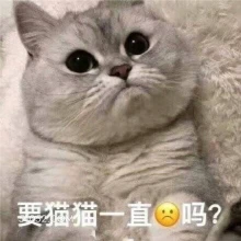 搞笑 猫猫