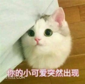 猫猫 