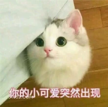 搞笑 猫猫