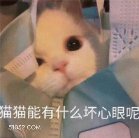 喵喵狗子 猫猫