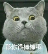 搞笑 猫猫