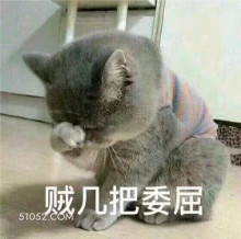搞笑 猫猫