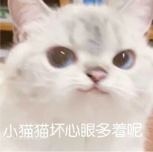 搞笑 猫猫