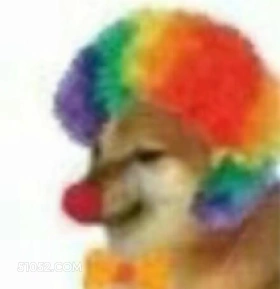 狗子萌宠狗二哈 狗子 萌宠 狗 二哈