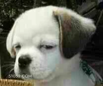 辣鸡玩梗wow 玩梗 辣鸡 wow