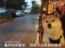 看尽世间繁华终抵不过 萌宠 狗 二哈