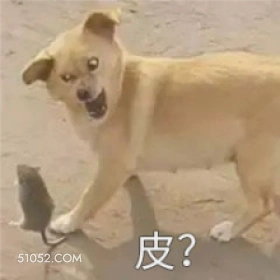 皮？ 狗子 萌宠 狗 二哈