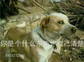你是个什么东西你自己 萌宠 狗 二哈