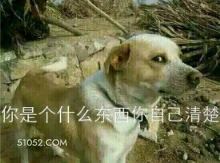 你是个什么东西你自己 萌宠 狗 二哈