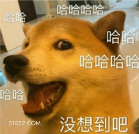 哈哈哈哈 哈哈 哈哈 可爱 大哥 搞怪 狗子