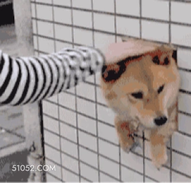 狗子萌宠狗二哈 狗子 萌宠 狗 二哈