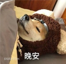 晚安 狗子 萌宠 狗 二哈