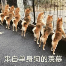 来自单身狗的羡慕 可爱 狗子 大哥 搞怪