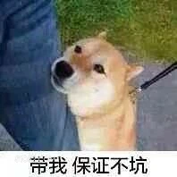 带我保证不坑 狗子 狗 二哈 萌宠