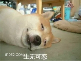 生无可恋 狗子 萌宠 狗 二哈