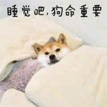 睡觉吧，狗命重要 狗子 狗 二哈 萌宠
