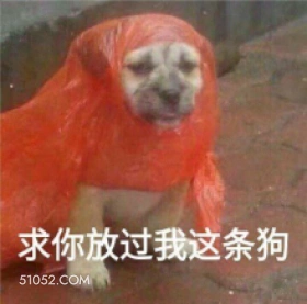 求你放过我这条狗 可爱 大哥 搞怪 狗子