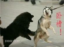 卧槽 ! 玩梗 辣鸡 wow