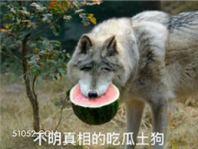 不明真相的吃瓜土狗 萌宠 狗 二哈