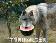 不明真相的吃瓜土狗 萌宠 狗 二哈