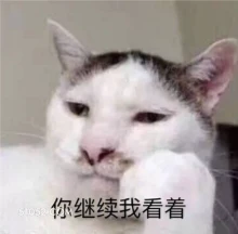 你继续我看着 可爱 不好惹 猫咪 猫猫