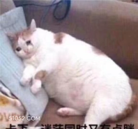 VE 可爱 不好惹 猫猫 猫咪