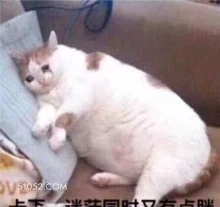 VE 可爱 不好惹 猫咪 猫猫