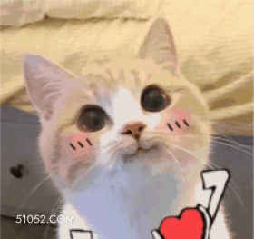 7 可爱 不好惹 猫猫 猫咪