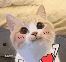 7 可爱 不好惹 猫猫 猫咪