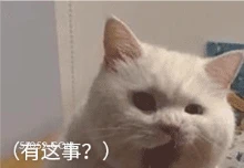 (有这事？) 可爱 不好惹 猫咪 猫猫