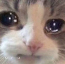 可爱不好惹猫猫猫咪 可爱 不好惹 猫咪 猫猫