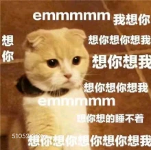 emmmmm我想你  可爱 不好惹 猫咪 猫猫