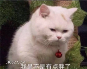我是不是有点胖了 可爱 不好惹 猫猫 猫咪