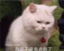 我是不是有点胖了 可爱 不好惹 猫咪 猫猫