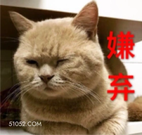 可爱不好惹猫猫猫咪 可爱 不好惹 猫猫 猫咪