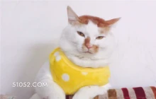 可爱不好惹猫猫猫咪 可爱 不好惹 猫咪 猫猫