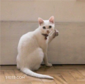 可爱不好惹猫猫猫咪 可爱 不好惹 猫猫 猫咪