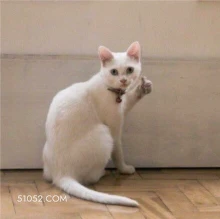 可爱不好惹猫猫猫咪 可爱 不好惹 猫咪 猫猫