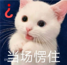 当场愣住 可爱 不好惹 猫猫 猫咪