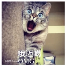 哦迈噶 OMG A 可爱 不好惹 猫咪 猫猫