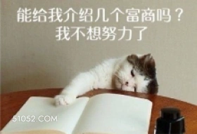 能给我介绍几个富商吗 可爱 不好惹 猫猫 猫咪