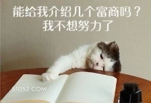 能给我介绍几个富商吗 可爱 不好惹 猫咪 猫猫