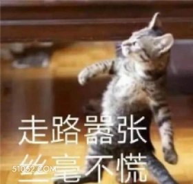 走路嚣张 丝毫不慌 可爱 不好惹 猫猫 猫咪