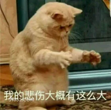 悲伤 猫猫