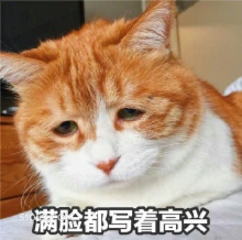 不开心 猫猫